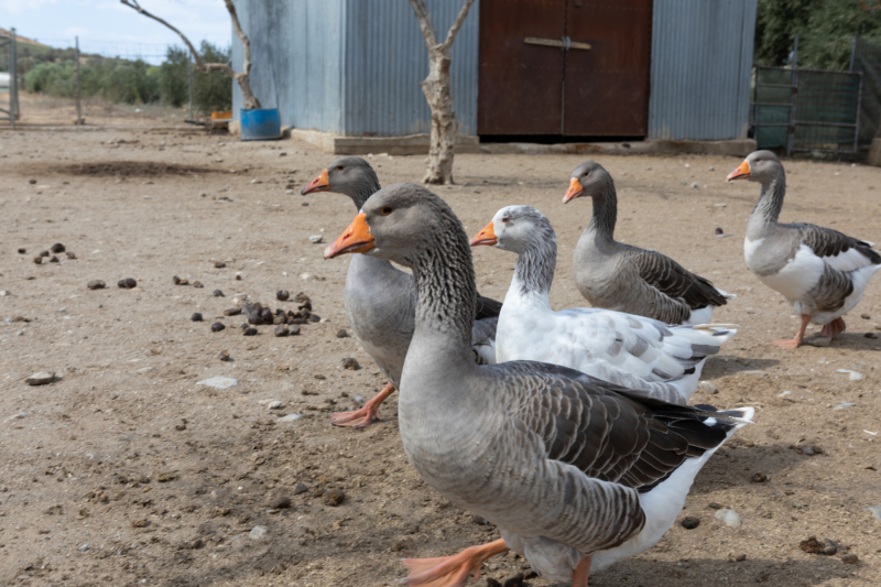 Agia Marina Donkey Rescue
