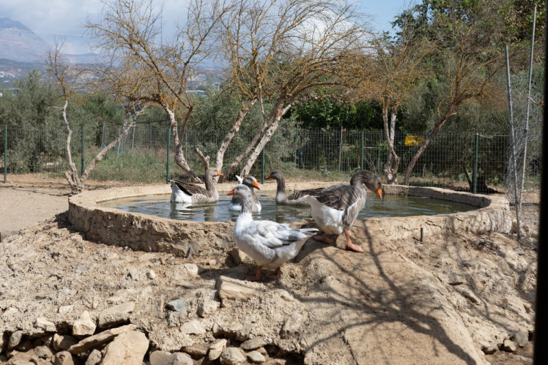 Agia Marina Donkey Rescue