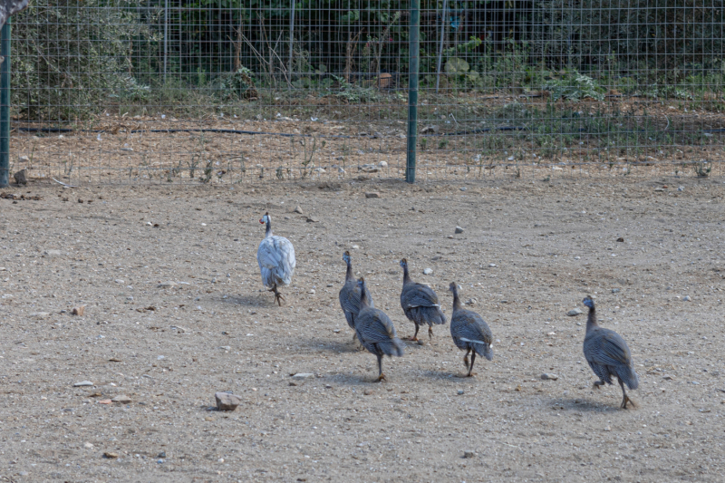Agia Marina Donkey Rescue