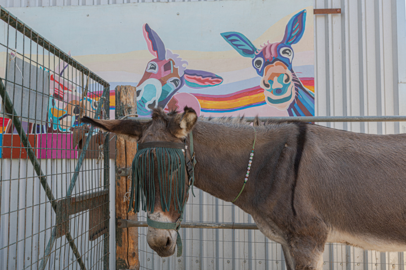 Agia Marina Donkey Rescue