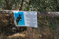 Agia Marina Donkey Rescue