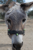 Agia Marina Donkey Rescue