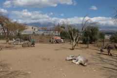 Agia Marina Donkey Rescue