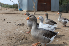 Agia Marina Donkey Rescue