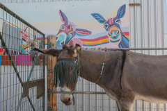 Agia Marina Donkey Rescue