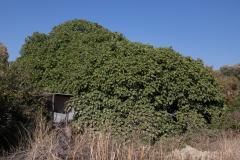 Kalamaki