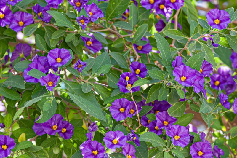 Pitsidia