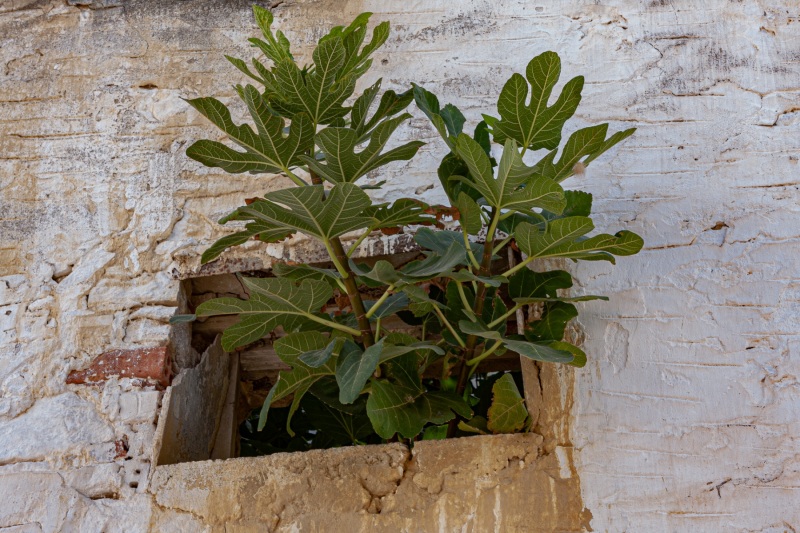 Pitsidia