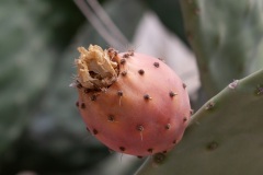 Pitsidia