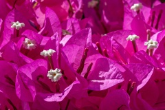 Pitsidia