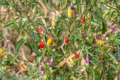 Pitsidia