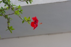 Pitsidia