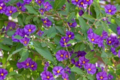Pitsidia