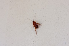 Pitsidia