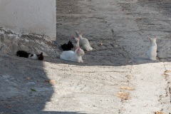 Kousses
