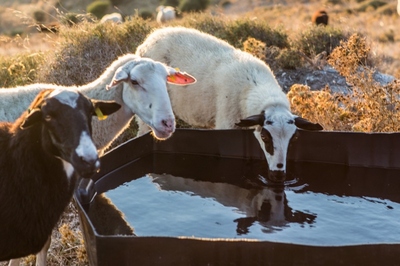 Agia Galini <-> Amoudi