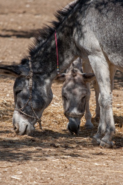 Donkey Rescue