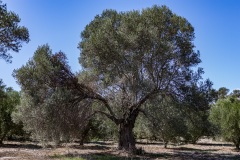 Tholos Tomb