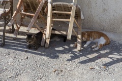 Kouses