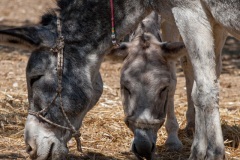 Donkey Rescue