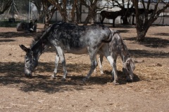 Donkey Rescue