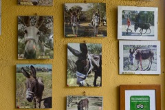 Donkey Rescue