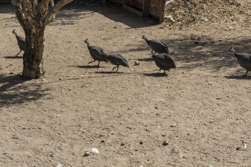 Agia Marina Donkey Rescue