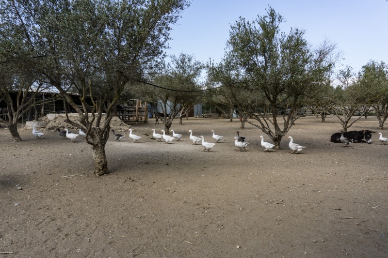 Agia Marina Donkey Rescue