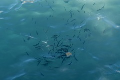 Matala