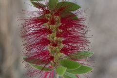 Pitsidia
