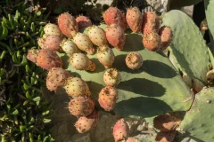 Pitsidia