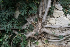 Pitsidia