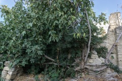 Pitsidia