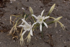 Kalamaki
