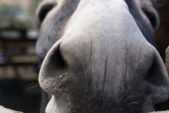 Agia Marina Donkey Rescue