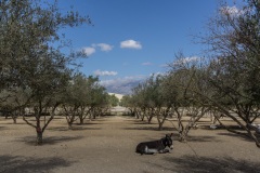 Agia Marina Donkey Rescue