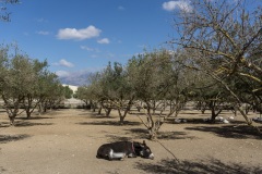 Agia Marina Donkey Rescue