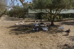 Agia Marina Donkey Rescue