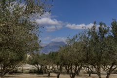 Agia Marina Donkey Rescue