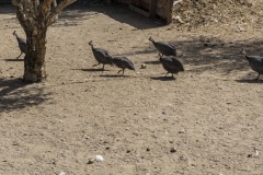 Agia Marina Donkey Rescue