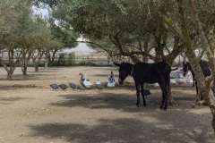 Agia Marina Donkey Rescue