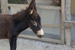 Agia Marina Donkey Rescue