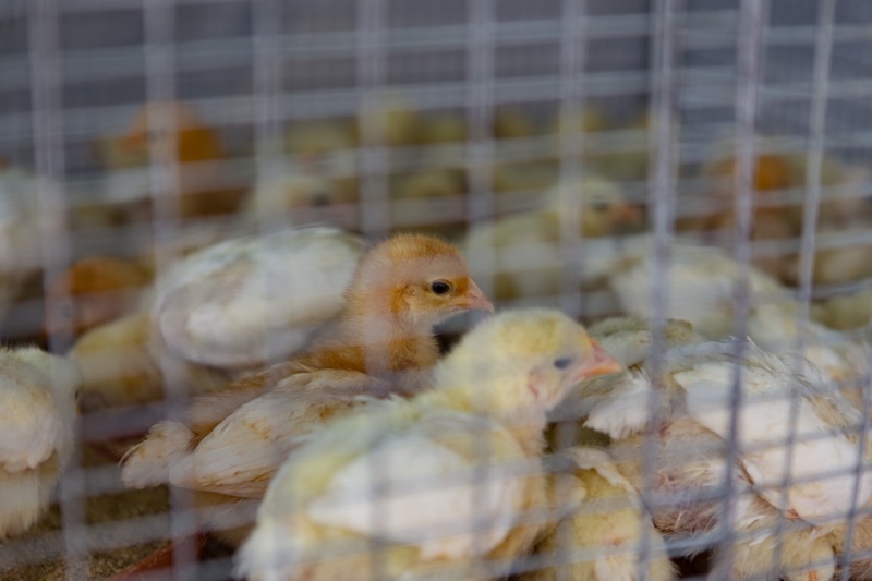 Auf dem Markt in Timpaki