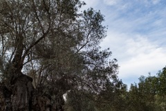 Kamilari