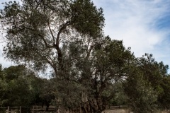Kamilari