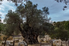 Kamilari