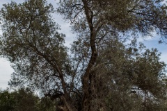 Kamilari