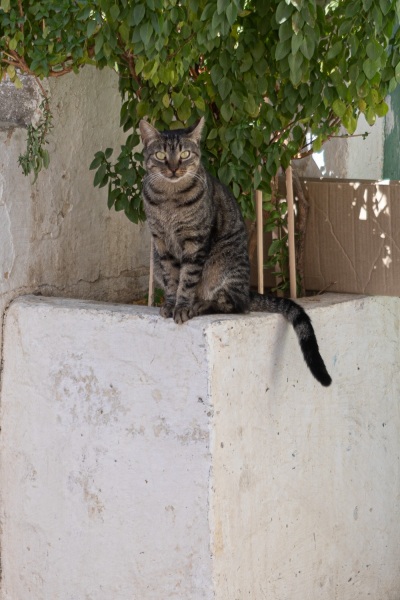 Pitsidia