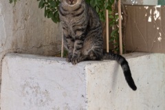 Pitsidia