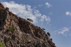 Zaros